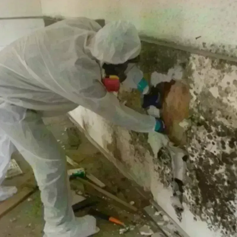 Mold Remediation and Removal in Milton, WI